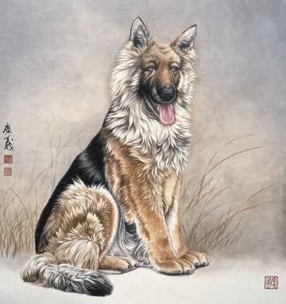 屈广义 犬 镜心